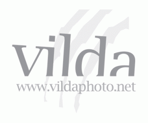 vilda_official_logo-300x250